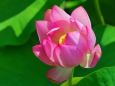 ハスの花