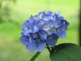 紫陽花
