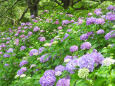初夏を告げる紫陽花