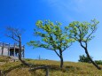 5月の大台ケ原
