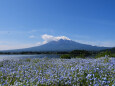まだ咲いていたネモフィラ