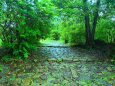 雨の熊野古道