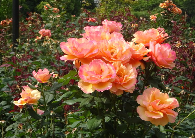 シックなバラの花