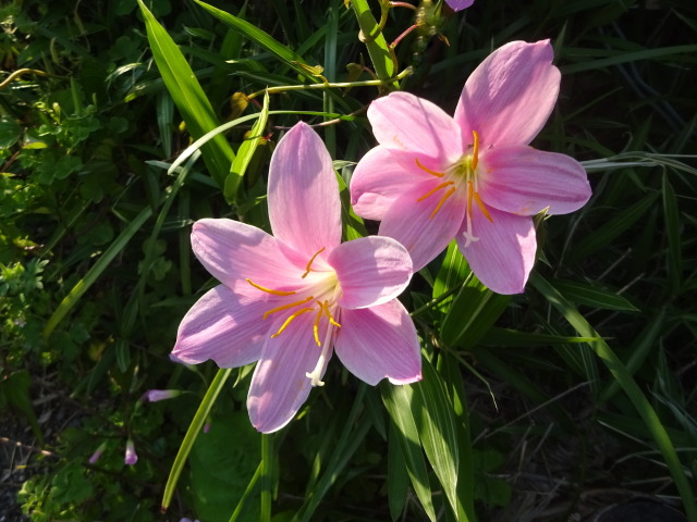 初夏の木漏れ日に咲いている花
