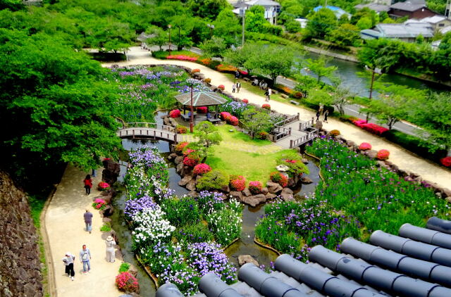 城址の櫓から花菖蒲を楽しむ