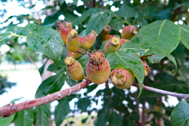 ロウバイの実