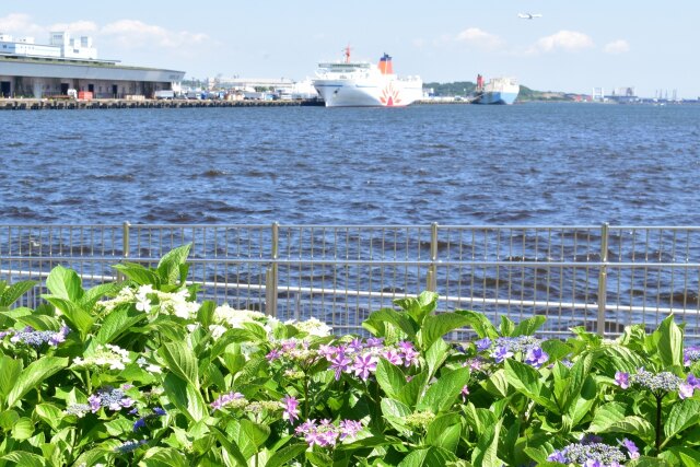 水の広場公園 紫陽花ロード