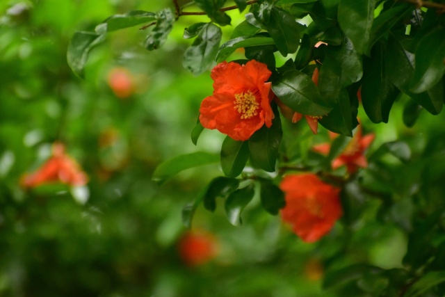 石榴の花