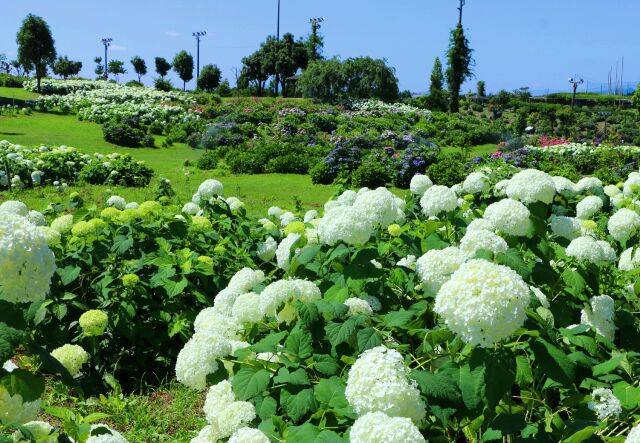 アジサイ園