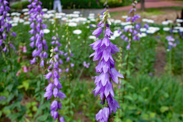 ハタザオキキョウ