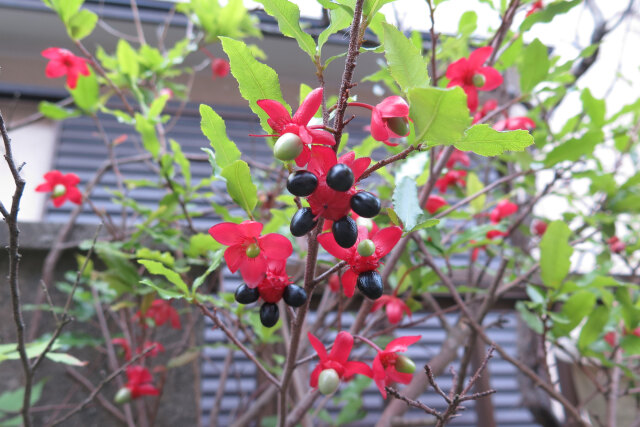 オクナセルラタ