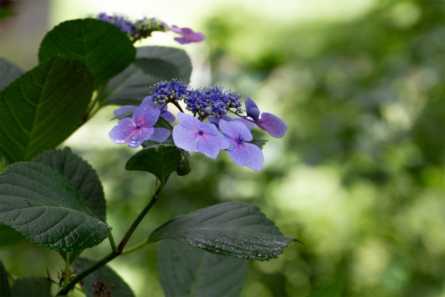 紫陽花
