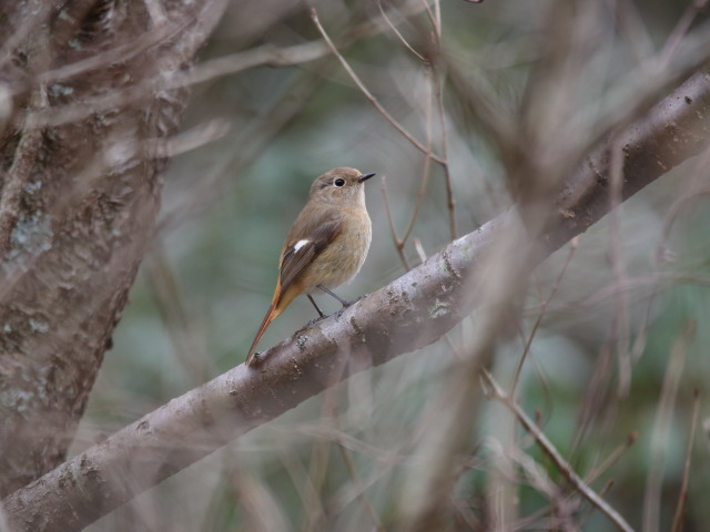 ジョビ子ちゃん