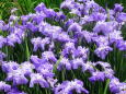 さわやかな満開の花菖蒲