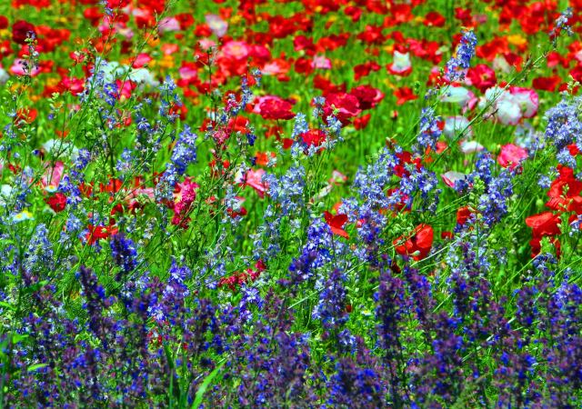 ラベンダーとポピー