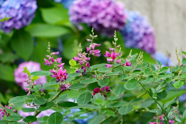 咲き始めた萩の花