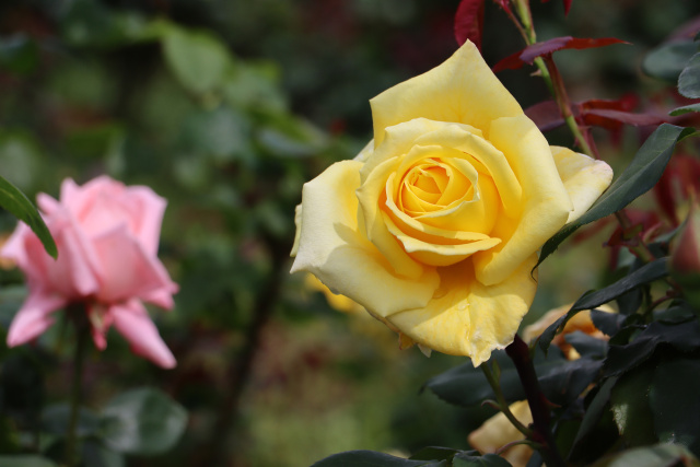 ゴールデンハート