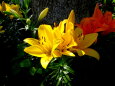 木漏れ日に咲いているユリの花