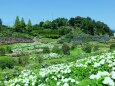 アジサイ園
