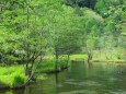 6月の田代湿原