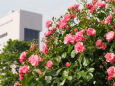 薔薇