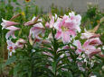 百合の花