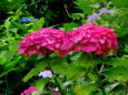 紫陽花の赤い花