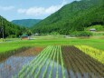 初夏の里山