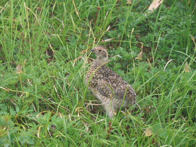 奥大日岳のチビ雷鳥