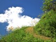 裏山に続く道