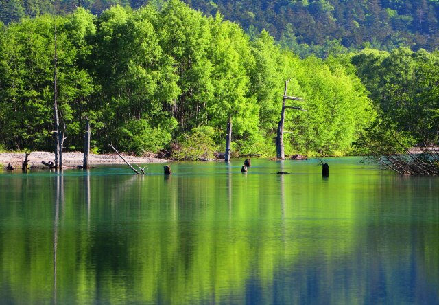 初夏の大正池