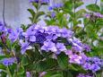 紫陽花