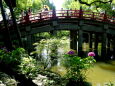 二輪の紫陽花と参道の太鼓橋
