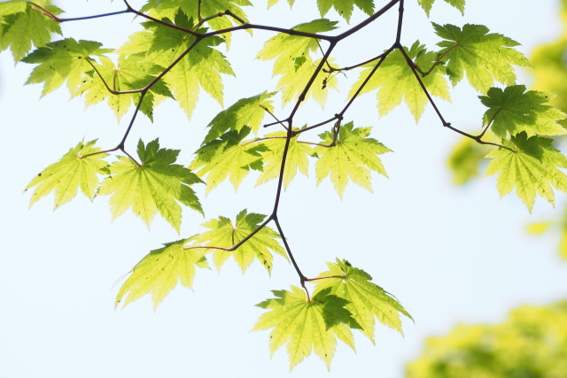 カエデ
