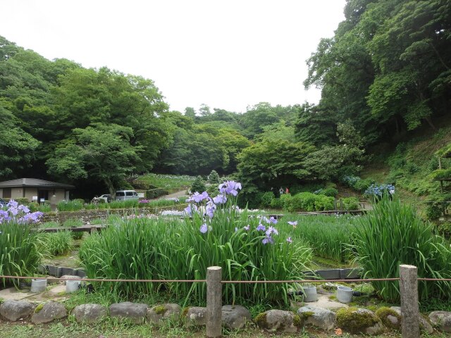 卯辰山菖蒲園 2025年
