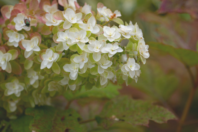 カシワバアジサイ