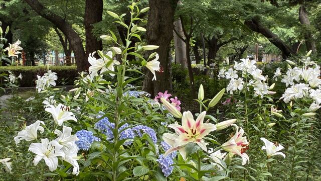 都心の花壇