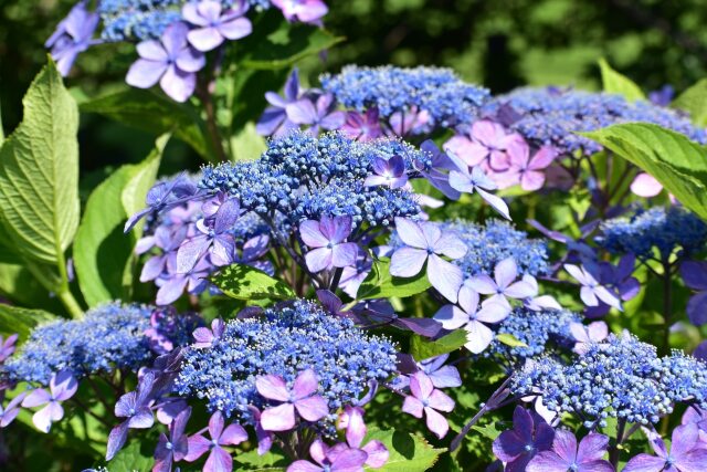 紫陽花