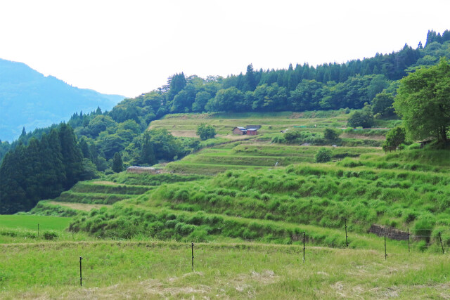 山里の棚田 夏