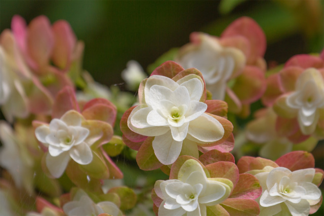 カシワバアジサイ