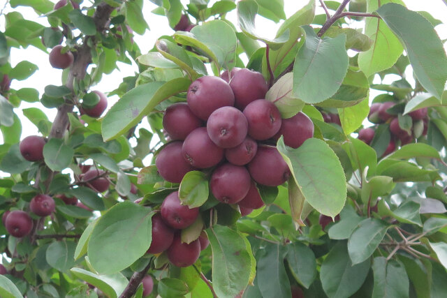 バレリーナツリー