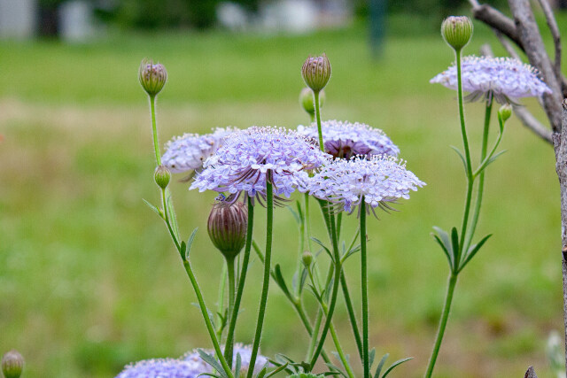 ブルーレースフラワー