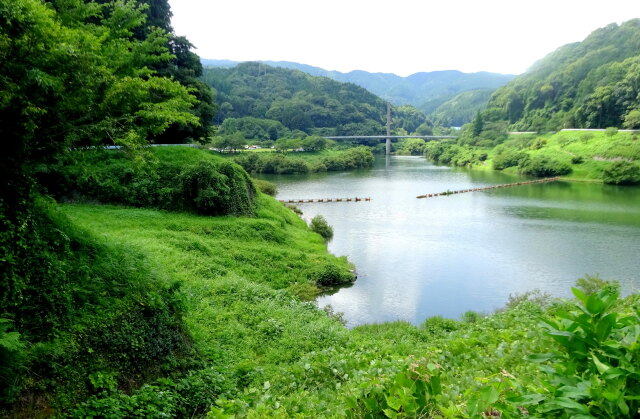夏の緑の静かなダム湖
