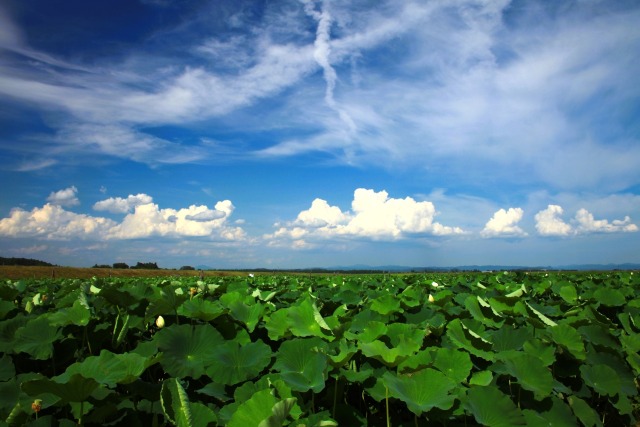 伊豆沼 蓮の風景