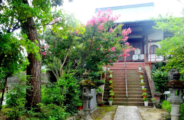 寺の参拝階段に百日紅の花