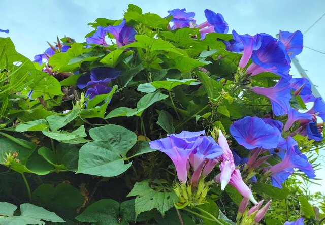 ヒルガオ