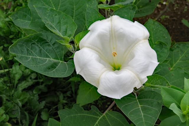 チョウセンアサガオ