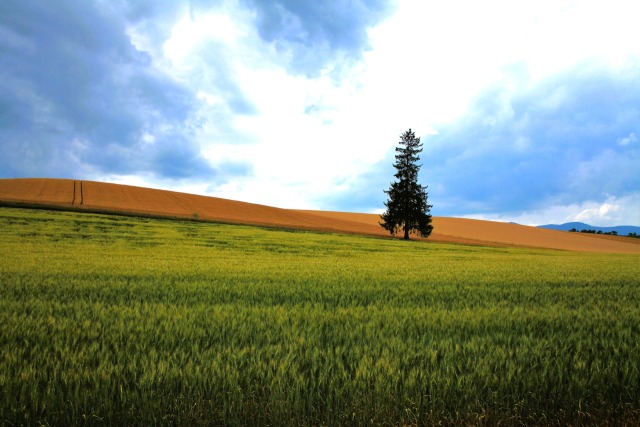クリスマスツリーの木