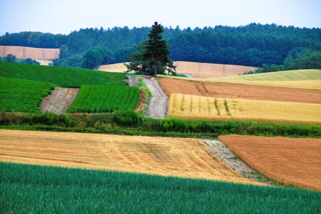 パッチワークの路