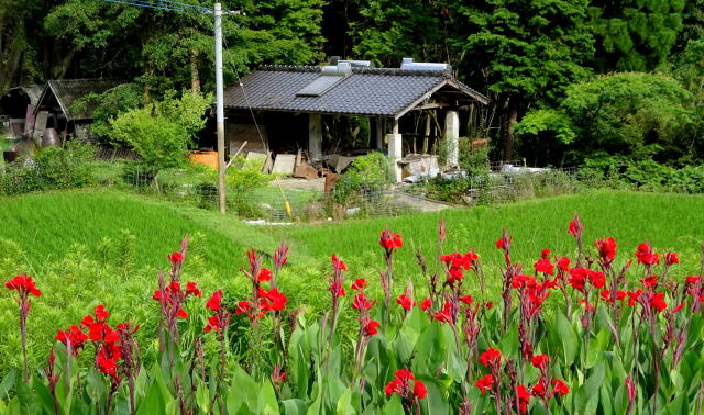 カンナの花が咲いている山の棚田